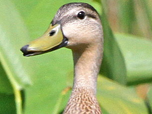 Mottled Duck
